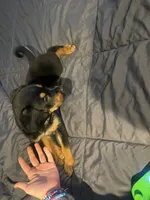 Shepweilers, a female Shepweiler for sale in Elkhart, IN – 2 of 6