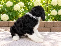Teddy , a male Miniature Bernedoodle for sale in Temecula, CA – 3 of 6