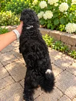 Bruno , a male Miniature Bernedoodle for sale in Temecula, CA – 3 of 5