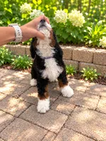 Bruno , a male Miniature Bernedoodle for sale in Temecula, CA – 4 of 5