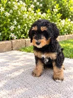 Hazel , a female Miniature Bernedoodle for sale in Temecula, CA – 5 of 5
