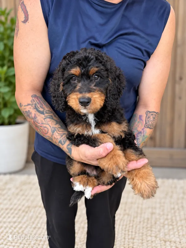 Honey  – Miniature Bernedoodle puppy for sale in Temecula, CA