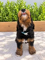 Duke , a male Miniature Bernedoodle for sale in Temecula, CA – 5 of 6