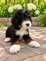 Bruno , a male Miniature Bernedoodle for sale in Temecula, CA – 2 of 5