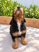 Honey , a female Miniature Bernedoodle for sale in Temecula, CA – 4 of 5