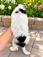 Luna , a female Miniature Bernedoodle for sale in Temecula, CA – 2 of 5