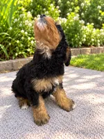 Hazel , a female Miniature Bernedoodle for sale in Temecula, CA – 3 of 5