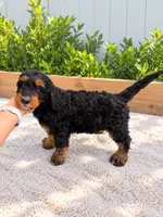 Duke , a male Miniature Bernedoodle for sale in Temecula, CA – 6 of 6