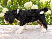 Teddy , a male Miniature Bernedoodle for sale in Temecula, CA – 4 of 6