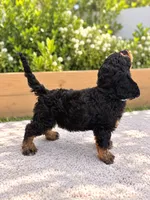 Duke , a male Miniature Bernedoodle for sale in Temecula, CA – 4 of 6