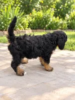 Hazel , a female Miniature Bernedoodle for sale in Temecula, CA – 4 of 5