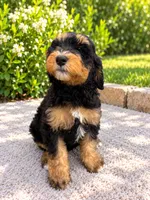 Hazel , a female Miniature Bernedoodle for sale in Temecula, CA – 2 of 5