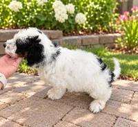 Luna , a female Miniature Bernedoodle for sale in Temecula, CA – 3 of 5