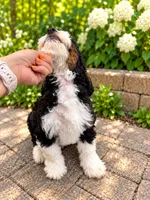 Benny , a male Miniature Bernedoodle for sale in Temecula, CA – 4 of 4
