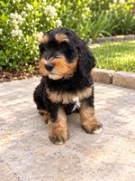 Hazel , a female Miniature Bernedoodle for sale in Temecula, CA – 1 of 5
