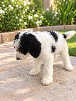 Oreo , a male Miniature Bernedoodle for sale in Temecula, CA – 4 of 4