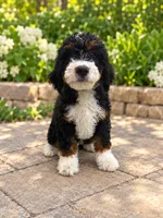 Bruno , a male Miniature Bernedoodle for sale in Temecula, CA – 1 of 5