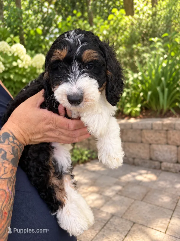 Benny  – Miniature Bernedoodle puppy for sale in Temecula, CA