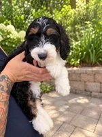 Benny , a male Miniature Bernedoodle for sale in Temecula, CA – 1 of 4