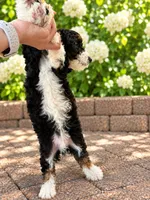 Teddy , a male Miniature Bernedoodle for sale in Temecula, CA – 2 of 6