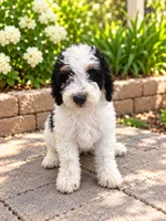 Luna , a female Miniature Bernedoodle for sale in Temecula, CA – 1 of 5