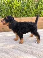 Honey , a female Miniature Bernedoodle for sale in Temecula, CA – 5 of 5