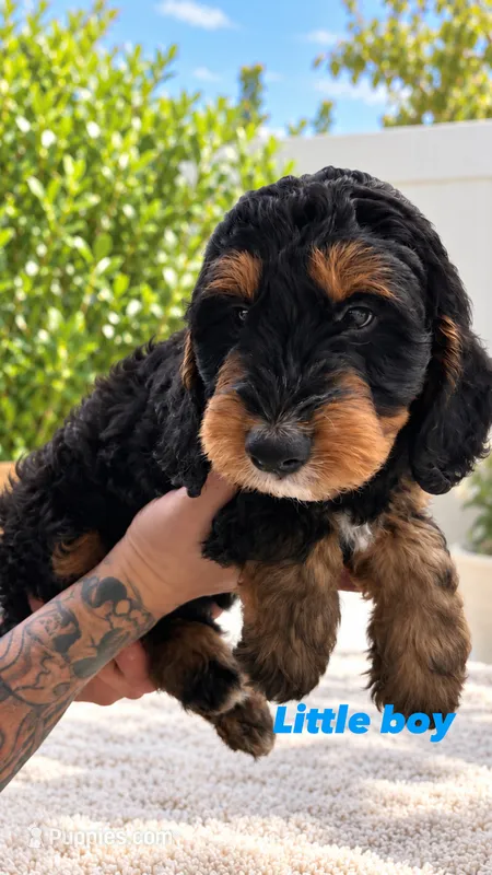 Duke  – Miniature Bernedoodle puppy for sale in Temecula, CA