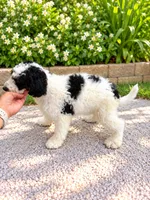 Oreo , a male Miniature Bernedoodle for sale in Temecula, CA – 2 of 4