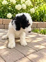 Luna , a female Miniature Bernedoodle for sale in Temecula, CA – 4 of 5
