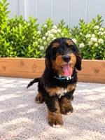 Duke , a male Miniature Bernedoodle for sale in Temecula, CA – 3 of 6