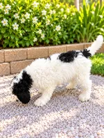 Milo , a male Miniature Bernedoodle for sale in Temecula, CA – 2 of 3