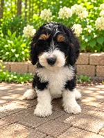 Benny , a male Miniature Bernedoodle for sale in Temecula, CA – 3 of 4
