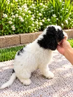 Oreo , a male Miniature Bernedoodle for sale in Temecula, CA – 3 of 4