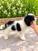 Milo , a male Miniature Bernedoodle for sale in Temecula, CA – 3 of 3