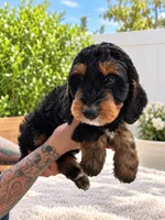 Duke , a male Miniature Bernedoodle for sale in Temecula, CA – 2 of 6