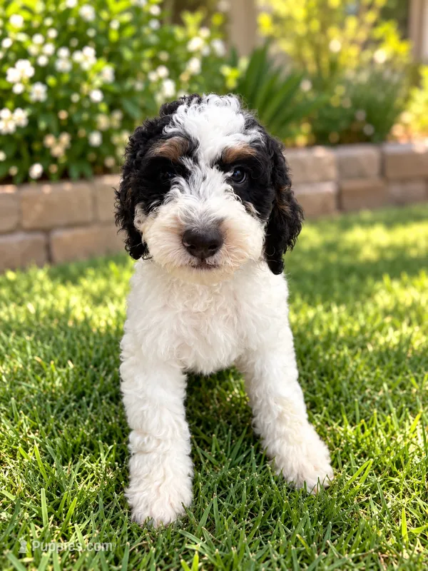 Oreo  – Miniature Bernedoodle puppy for sale in Temecula, CA