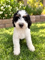 Oreo , a male Miniature Bernedoodle for sale in Temecula, CA – 1 of 4