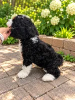 Benny , a male Miniature Bernedoodle for sale in Temecula, CA – 2 of 4
