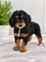 Honey , a female Miniature Bernedoodle for sale in Temecula, CA – 3 of 5