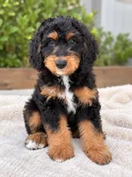 Honey , a female Miniature Bernedoodle for sale in Temecula, CA – 2 of 5