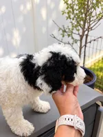 Luna , a female Miniature Bernedoodle for sale in Temecula, CA – 5 of 5
