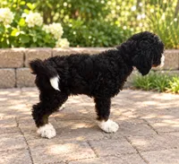 Bruno , a male Miniature Bernedoodle for sale in Temecula, CA – 5 of 5