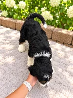 Teddy , a male Miniature Bernedoodle for sale in Temecula, CA – 5 of 6