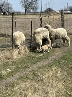 Brown puppy , a female Great Pyrenees and Komondor for sale in Rockwall, TX – Photo 2 of 2