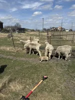 Brown puppy , a female Great Pyrenees and Komondor for sale in Rockwall, TX – Photo 1 of 2