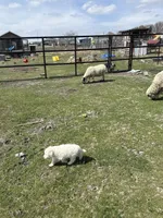 White puppy , a female Great Pyrenees and Komondor for sale in Rockwall, TX – Photo 1 of 2