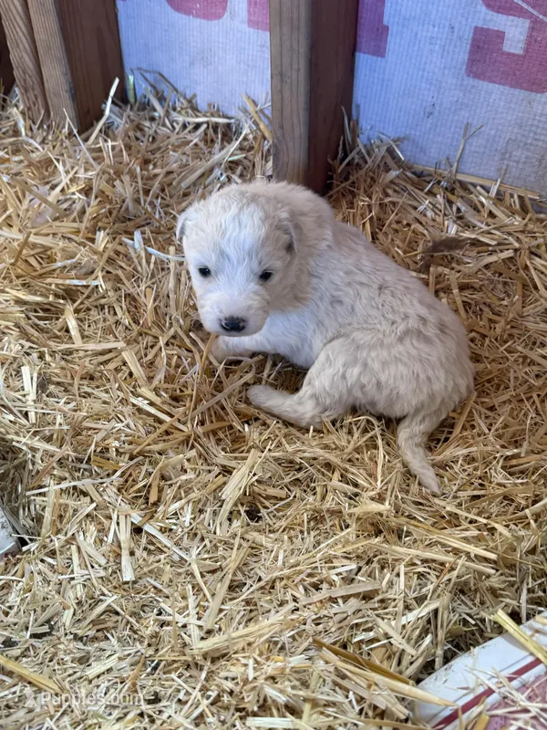 White female , a female Great Pyrenees and Komondor for sale in Rockwall, TX – Photo 1 of 2