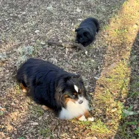 Peter, a male Toy Australian Shepherd for sale in San Antonio, TX – Photo 5 of 6