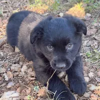 Peter, a male Toy Australian Shepherd for sale in San Antonio, TX – Photo 4 of 6