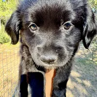 Peter, a male Toy Australian Shepherd for sale in San Antonio, TX – Photo 1 of 6